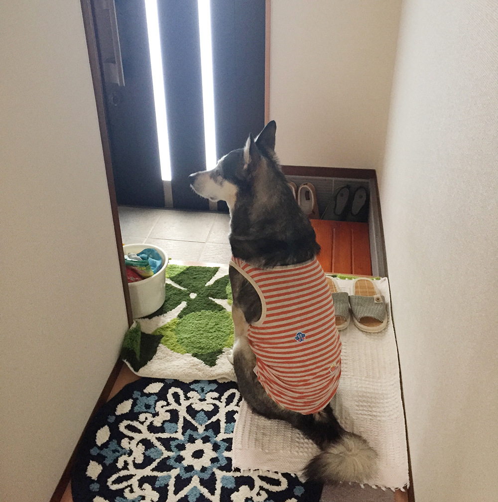 カール君 Mix犬 空 Soraと 生きる