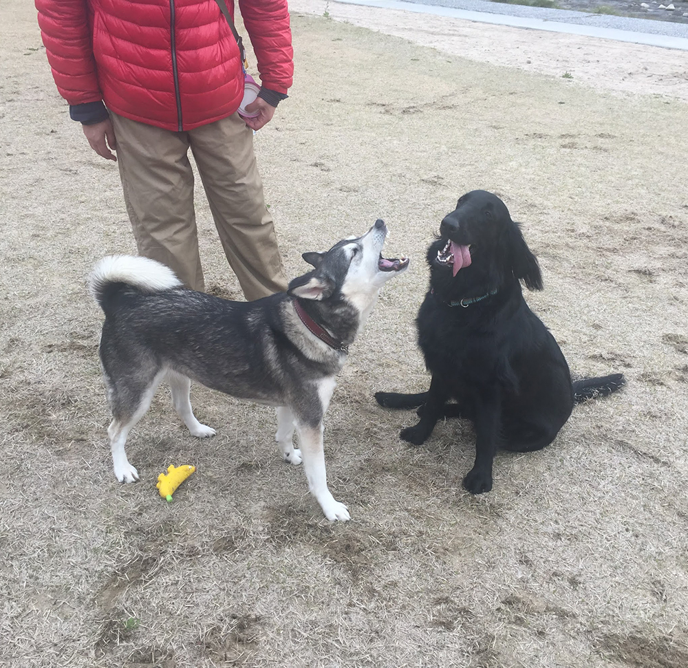 散歩でストレス解消 Mix犬 空 Soraと 生きる