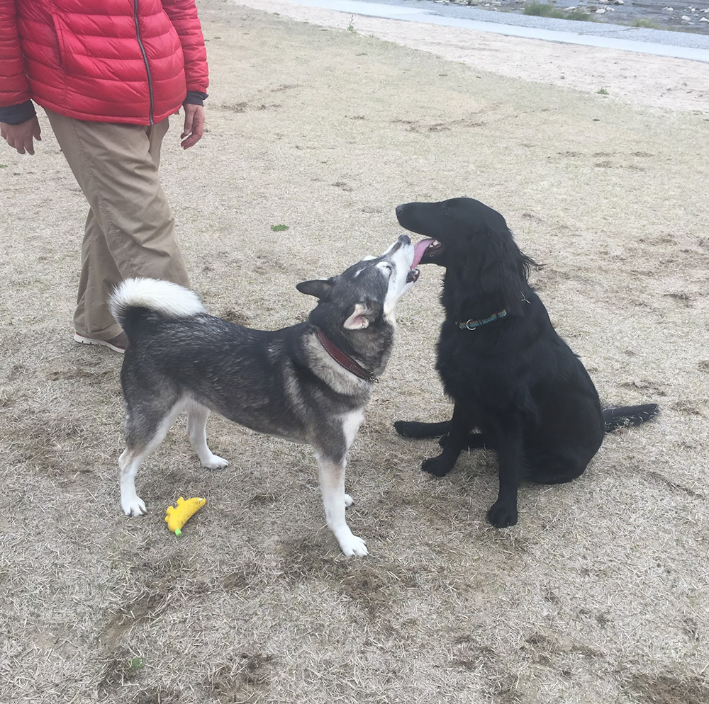 散歩でストレス解消 Mix犬 空 Soraと 生きる